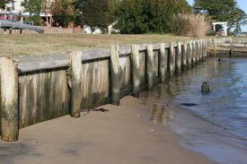 Bulkheads are one option for shoreline protection but preclude the landward migration of tidal wetlands. (Photo by D. Malmquist/VIMS)