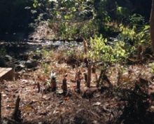 An area in which bamboo has been removed (Photo by Hannah Strouth '19)