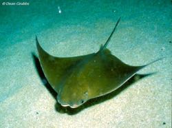 The cownose ray — Rhinoptera bonasus (Photo by D. Grubbs/FSU)