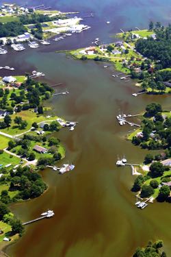 Nutrient-fed algal blooms help fuel oxygen-poor Bay waters. (Photo by W. Vogelbein/VIMS)