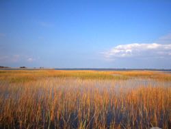 Low-elevation marshes are where dynamic feedbacks operate most effectively to counter sea-level rise. Photo by M. Kirwan/VIMS