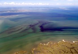 Variability in space and time is one thing that makes algal blooms difficult to study. (Photo by W. Vogelbein/VIMS)