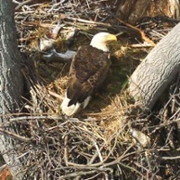 Adult broods two small eaglets in a nest on Fort Belvoir along the upper Potomac. On the menu this day was American shad and gray squirrel. Photo by Bryan Watts
