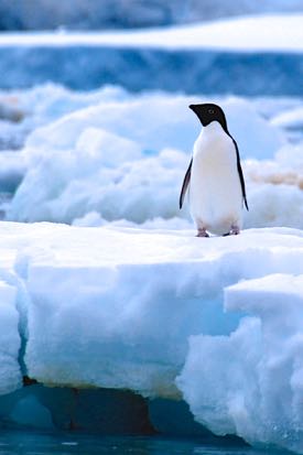 A decrease in the krill population due to ocean acidification could impact animals such as this Adelie penguin. (Photo by E. Shadwick/VIMS)