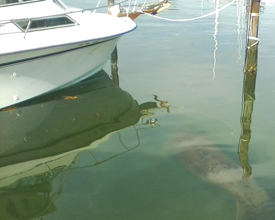 Observers estimate the manatee was 6-8 feet long. (Photo by Scott Smith/Crown Pointe Marina)