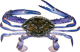 The blue swimmer crab Portunus armatus preys on seagrass seeds. (Image courtesy of the Department of Fisheries, government of West Australia)