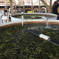 VIMS began restoring eelgrass meadows in coastal bays destroyed by natural disasters and as a result that had lost their bay scallop fisheries 20 years ago. (Courtesy photo)