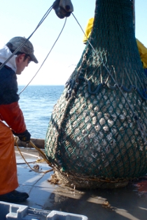 Jim Gartland helps retrieve a trawl-net catch during a ChesMMAP cruise on Chesapeake Bay.