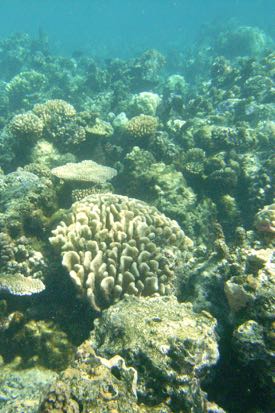 Drops in pH signal more acidic waters, which can hinder a coral’s ability to build its skeleton, while extreme warmth can make it expel the photosynthetic algae that provide much of its food energy. (Photo by Emily Rivest)