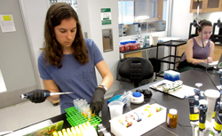 Alyssa Luz-Ricca (left) and Theresa Gibney work in the iGEM team’s new lab off the lobby of the Integrated Science Center.