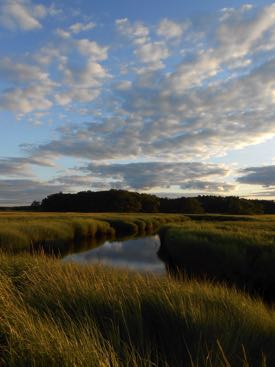 The researchers conducted their study in Plum Island marsh in Massachusetts. (Phoyo by D. Johnson/VIMS)