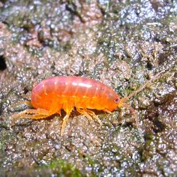 When infected by the parasite Levinseniella byrdi , the amphipod Orchestia grillus turns bright orange and neglects to hide from avian predators. (D. Johnson/VIMS)