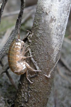 When uninfected by a parasite, the amphipod Orchestia grillus is brown and hides amidst blades of marsh grass. (Photo by D. Johnson/VIMS)