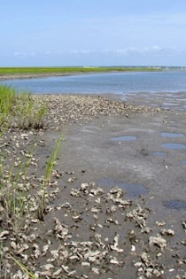 A fringing oyster reef near one of the team’s study sites in North Carolina. (Photo by A. Smyth)