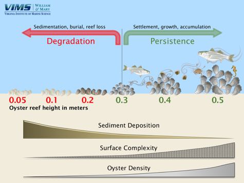 High-relief reefs persist while low-relief reefs degrade.