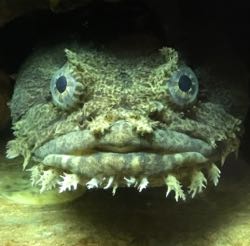 The oyster toadfish Opsanus tau is the single toadfish species in Chesapeake Bay. (Photo by D. Vaz)