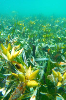 Fruits of the seagrass Posidonia australis (Photo by J. Statton/UWA)