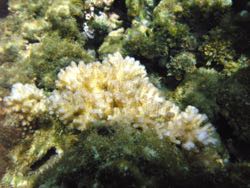 Pocillopora damicornis, the coral species Rivest used in a comparative study of reefs in Taiwan and Moorea, French Polynesia. (Photo by Brian Rivest)