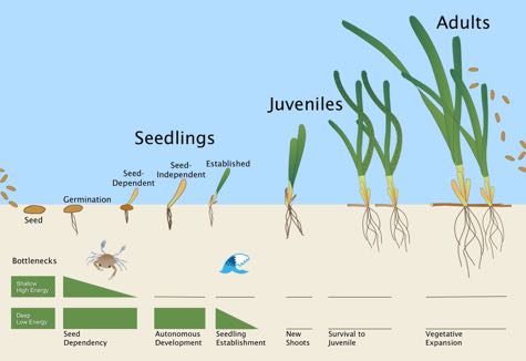The researchers monitored seagrass growth through many discrete life stages.