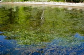 The tidal freshwaters of the Susquehana Flats support vibrant baygrass meadows. (Courtesy photo)