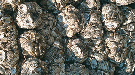 Oyster Shells: