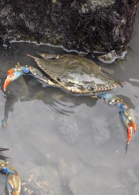 The blue crab Callinectes sapidus typically has a brown carapace with blue legs. (Photo by K. Rebenstorf)