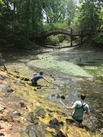 Volunteers sift through the Crim Dell pond after it's been drained.