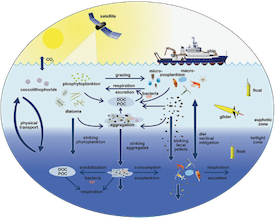 The EXPORTS conceptual diagram shows the biological pump and our ability to sample it from ships, satellites and autonomouse vehicles.