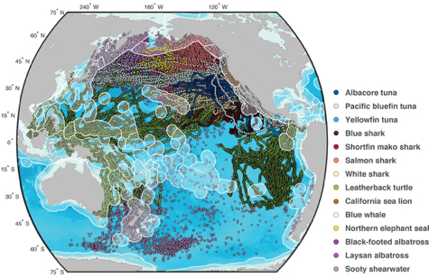 A map of the routes migratory species take through the high-seas of the Pacific Ocean. Outlined areas show Executive Economic Zones of Pacific nations. (Image by Harrison et al., Nature Ecology & Evolution)