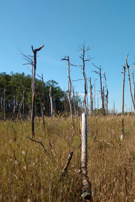 “Ghost forests,” now common in Chesapeake Bay and along the Gulf Coast, are evidence of the landward migration of saltmarshes. (Photo by M. Kirwan/VIMS)