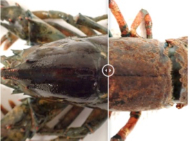 Click the image to compare examples of a healthy (left) and diseased (right) lobster. Survival of moderately and severely diseased lobsters — those with disease on more than 10 percent of their cuticle — is only 30 percent that of healthy animals. (Photos courtesy of Professor J. Shields/VIMS)