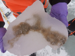 The alga Melosira arctica growing within a chunk of Arctic sea ice. (Photo by Anique Stecher, AWI)