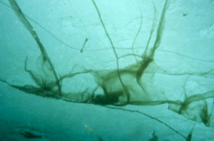 "Curtains" of the alga Melosira arctica grow within Arctic sea ice. The curtains are about three feet long. (Photo by Julian Gutt, Alfred Wegener Institute)