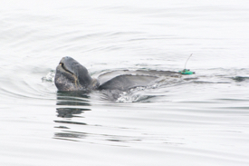A leatherback turtle fitted with a GPS tracking device. (Photo by K. Cummings)