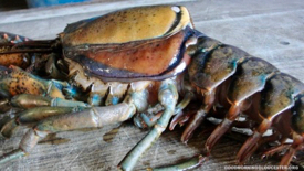A molting lobster: When spring warmth — a seasonal cue for lobster molting — arrives earlier in the year, lobsters also molt earlier in the year, giving epizootic shell disease a jump start on its progression into and through the summer months. (Photo courtesy Joey Ciaramitaro)