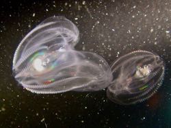 The comb jelly Mnemiopsis leidyi. (Photo by S. Wilson/VIMS)