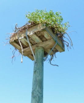 The nesting platform reaches nearly 20 feet above the water and is, thus, difficult to reach.