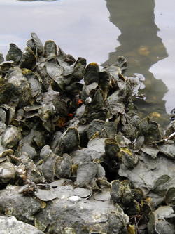 Oysters can not survive prolonged exposure to fresh water. (Photo by R. Seitz/VIMS)