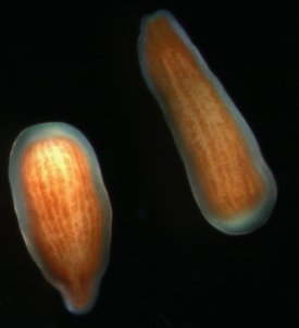 Adult corals release free-swimming larvae as one means of propagating the next generation. Here are two larvae of Pocillopora damicornis, the coral species that Rivest and colleagues used in their experiments. The brown ‘ribbons’ are the algal symbionts, which enter the larvae before they are released from the adult corals. (Photo by E. Rivest/VIMS)