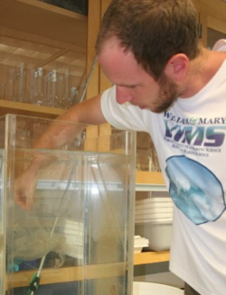 Then-doctoral student Josh Stone tests the buoyancy of a bay nettle in the Zooplankton Ecology laboratory at VIMS. (Photo by D. Malmquist/VIMS)