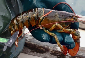 The research team monitored the progression of epizootic shell disease by comparing disease state in tagged and re-captured lobsters. (Photo by M. Groner/VIMS)