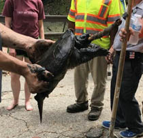 A snapping turtle was among the creatures relocated from the Crim Dell for the duration of the project.