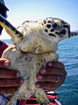 Heart-rending images of sea turtles and other marine life has rightully raised public concern about plastic pollution.Microplastics are likely even more harmful.