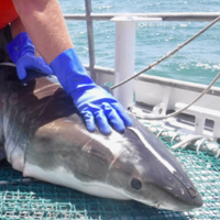 Jeff Eckert holds the immature male great white shark prior to release.