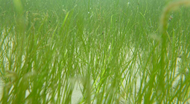 Widgeongrass (Photo by E. French/VIMS)