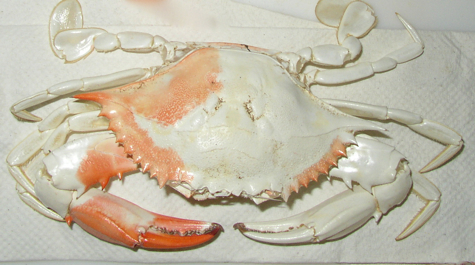 Albino blue crab: