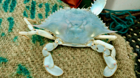 Rare blue crab: