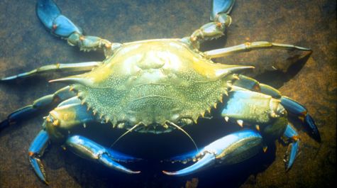 Typical blue crab: