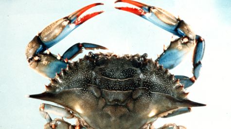 Female blue crab: