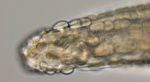 Unlikely social media star: 